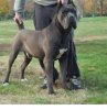 πατερας cane corso.jpg