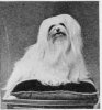 1907_Maltese_Hugh.jpg