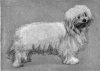 1910_Maltese.jpg