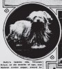 1913_Maltese.jpg