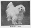 1934_MalteseTerrier.png