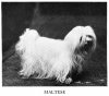 1938_Maltese.jpg