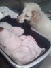 IMG-20160420-WA0002.jpg IMG-20160420-WA0002.jpg