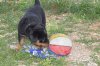 Rottweiler Korinthian Castle 46.jpg