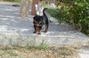 Rottweiler Korinthian Castle 47.jpg