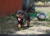 Rottweiler Korinthian Castle 77.jpg