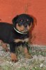 Rottweiler Korinthian Castle 101.jpg