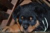 Rottweiler Korinthian Castle 121.jpg