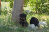 Rottweiler Korinthian Castle 160.jpg