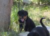 Rottweiler Korinthian Castle 166.jpg