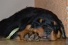 Rottweiler Korinthian Castle 189.jpg