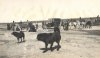 Mongolia 1910 2 dogs.jpg