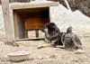Tibet Mastiff 02.jpg