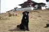 Tibet Mastiff.jpg