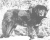 tibetan dog vintage photo.jpg