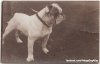 1915 bulldog.jpg