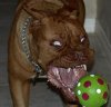 uglydogface..jpg