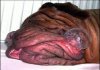 uglydog4..jpg