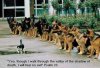 catvsdogs.previe&#1.jpg