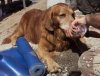 rescue dog..jpg