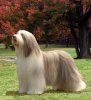 bearded-collie-12&.jpg