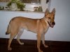 carolina-dog-tm..jpg carolina-dog-tm..jpg
