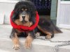 tibetan-mastiff-&#116.jpg