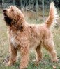 otterhound-tm..jpg