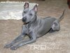 Thai Ridgeback-10&#32.jpg