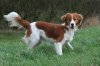 Kooikerhondje_14_.jpg Kooikerhondje_14_.jpg