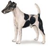 foxterrier..jpg