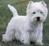 west-highland-white-terrier5.jpg