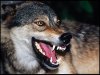 wolf smile.jpg wolf smile.jpg