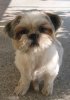 ShuShi-PuppyCut2.jpg