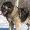 Caucasian-Shepherd-Dog-image.jpg