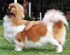 tibetan_spaniel.jpg