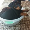 kira puppy.jpg