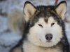 Knut 7.jpg