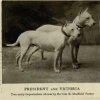 PRESIDENT & VICTORIA (BULL TERRIERS)~1905.jpg