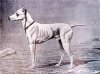 WHITE ENGLISH TERRIER SKETCH~CIRCA 1891.jpg WHITE ENGLISH TERRIER SKETCH~CIRCA 1891.jpg