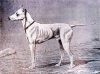 WHITE ENGLISH TERRIER SKETCH~CIRCA 1891.jpg