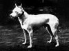 WHITE ENGLISH TERRIER~ 1890.jpg