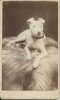 WHITE ENGLISH TERRIER~CIRCA 1885.jpg WHITE ENGLISH TERRIER~CIRCA 1885.jpg
