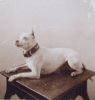 WHITE ENGLISH TERRIER~CIRCA 1890.jpg WHITE ENGLISH TERRIER~CIRCA 1890.jpg