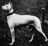 WHITE ENGLISH TERRIER~CIRCA 1897.jpg WHITE ENGLISH TERRIER~CIRCA 1897.jpg