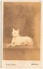 WHITE ENGLISH TERRIER~MULLINGAR, IRELAND~CIRCA 1890.jpg WHITE ENGLISH TERRIER~MULLINGAR, IRELAND~CIRCA 1890.jpg