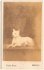 WHITE ENGLISH TERRIER~MULLINGAR, IRELAND~CIRCA 1890.jpg