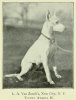 TOMMY ATKINS II (WHITE ENGLISH TERRIER)~1897.jpg