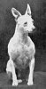 TOY BULL TERRIER~1904.jpg