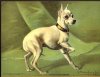 WHITE ENGLISH TERRIER PAINTING BY GUSTAV MUSS-ARNOLT (1858-1927).jpg